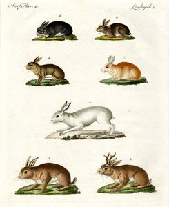 Liebres y conejos de German School