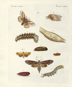 Mariposas dañinas de German School