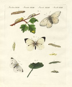 Mariposas dañinas de German School