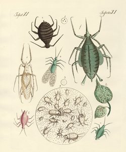 Insectos dañinos