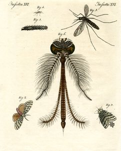Insectos dañinos de German School