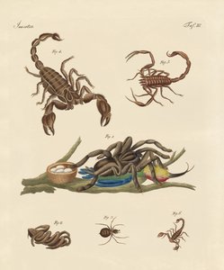 Insectos dañinos de países cálidos de German School
