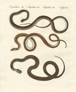 Serpiente inofensiva de German School