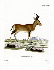 Hartebeest de German School