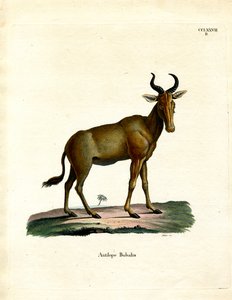 Hartebeest de German School
