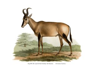 Hartebeest de German School