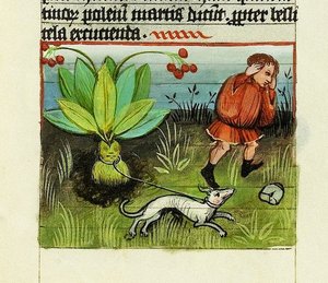 Cosecha de Mandrágora, De Rerum Naturis - Rabanus Maurus, c.1425 (gouache sobre vitela)