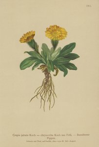 Crepis (Crepis jubata, Crepis rhaetica) de German School