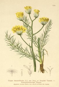 Crepis (Crepis chondrilloides) de German School