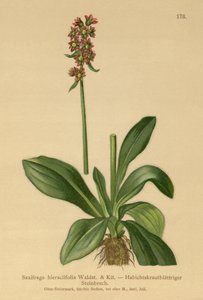 Saxífraga de hierba de halcón (Saxifraga hieraciifolia) de German School