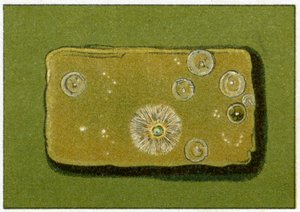Niveles saludables de bacterias en el agua potable, c.1890 de German School