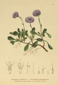 Margarita de globo de hoja de corazón (Globularia cordifolia) de German School
