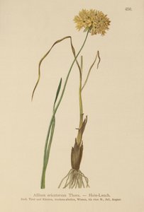 Ajo de Brezo (Allium ericetorum, Allium ambiguum, Allium graminifolium)