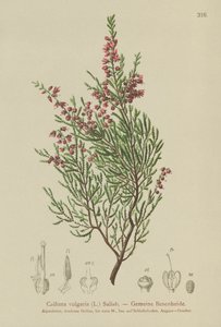 Brezo (Calluna vulgaris) de German School