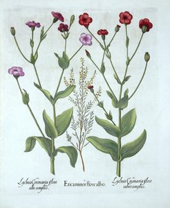 Brezo y dos tipos de Lychnis, de Hortus Eystettensis, por Basil Besler (1561-1629), pub. 1613 de German School