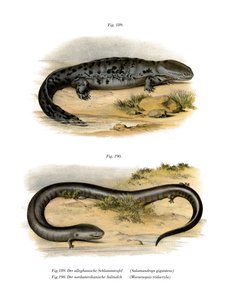 Hellbender