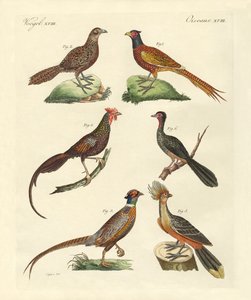 Aves galliformes de German School