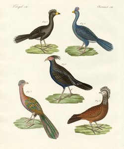 Aves similares a gallinas de países cálidos de German School
