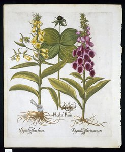 Hierba París (Solanum quadrifolium), Dedalera Común (Digitalis Purpurea) y Dedalera Amarilla Grande de Hortus Eystettensis por Basil Besler (1561-1629) publicado en 1613 de German School
