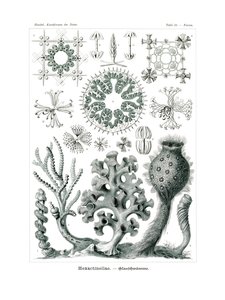 Hexactinellae, 1899-1904 de German School