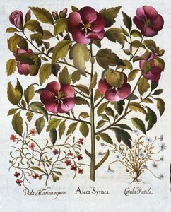 Hibiscus syriacus, Manzanilla Apestosa, de Hortus Eystettensis, por Basil Besler, pub. 1613 de German School