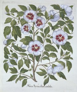 Hibiscus syriacus, de Hortus Eystettensis, por Basil Besler (1561-1629), pub. 1613