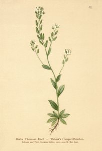 Draba tomentosa (Draba thomasii) de German School