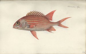 Holocentrus ascensionis, antes de 1790 de German School