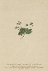 Draba de Hoppe (Draba hoppeana, Draba zahlbruckneri) de German School