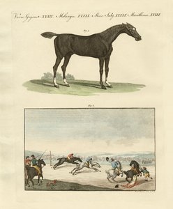 Carreras de caballos en Inglaterra de German School