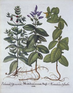 Menta de Caballo y Menta Verde, de Hortus Eystettensis, por Basil Besler (1561-1629), pub. 1613 de German School
