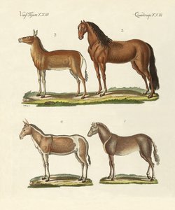 Caballos y burros de German School