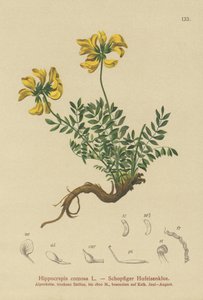 Hippocrepis comosa de German School