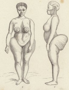 Venus hotentote de German School