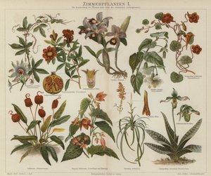 Plantas de interior de German School