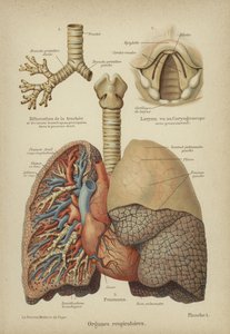 Órganos respiratorios humanos de German School