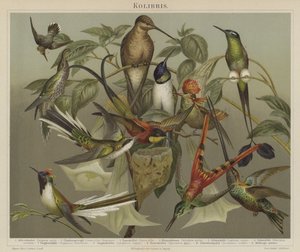 Colibríes