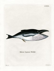 Ballena jorobada