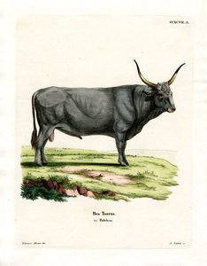 Ganado de la Estepa Húngara de German School