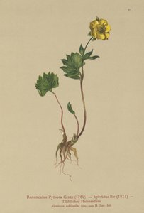 Ranúnculo híbrido (Ranunculus Pythora, Ranunculus hybridus)