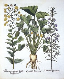 I Pepino Squirting, ii Hieracium umbellatum, iii Romero, de Hortus Eystettensis, por Basil Besler (1561-1629) pub. 1613
