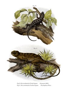 Iguana de German School