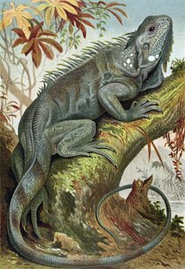 Iguana, lámina de Brehms Tierleben: Allgemeine Kunde des Tierreichs, vol.7, p.88, publicado por Bibliographisches Institut, 1892 de German School