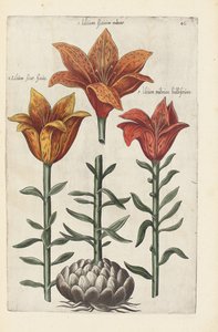 Ilustración de "Florilegium ... tractans de variis floribus et aliis indicis plantis as vivum delineatum in duabus partis et quatuor linguis concinnatum" por Emanuel Sweert, 1612-14 de German School