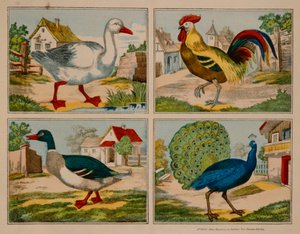 Ilustración que muestra un pato, ganso, pavo real y gallo, Neuruppiner Bilderbogen