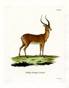 Impala de German School