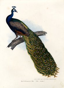 Pavo real azul indio, 1864