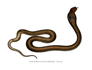 Cobra india de German School