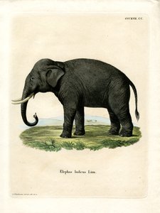 Elefante Indio de German School