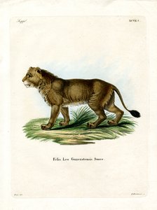 León indio de German School